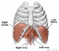 Inhale and exhale your pain away: the diaphragm muscle and how it ...